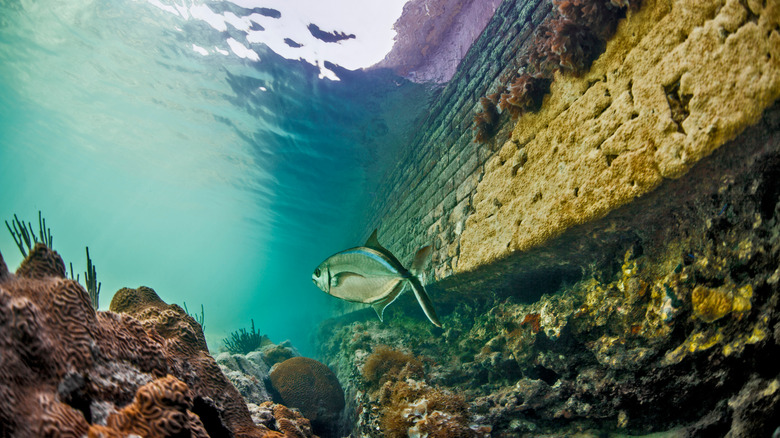 snorkeling along moat wall at dry tortugas national park