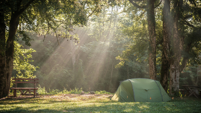 Serene view of tent in woods with sun shining down