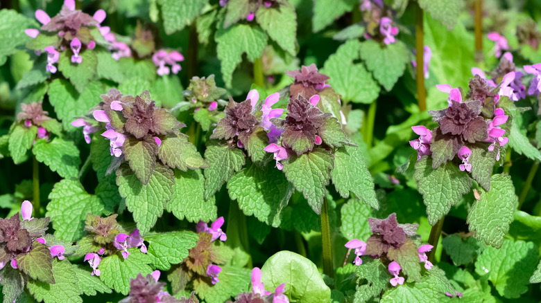 Cluster of purple dragon dead nettle