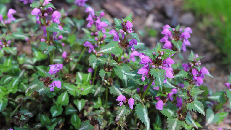 Purple dragon lamium close-up