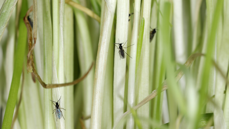 Fungus gnats in green onions