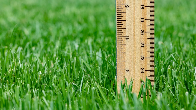 lawn with trees in background