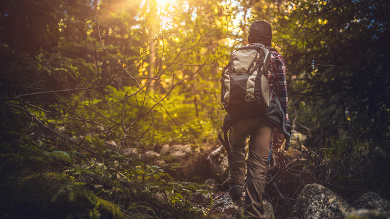 Hiker alone in woods, walking towards sun