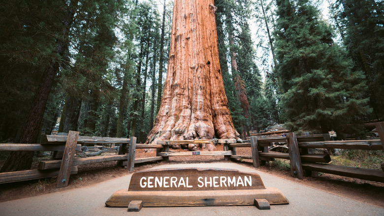 Sequoia National Park's famous General Sherman sequoia