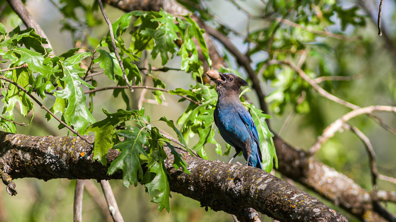 Native jay bird holding a nut in mouth