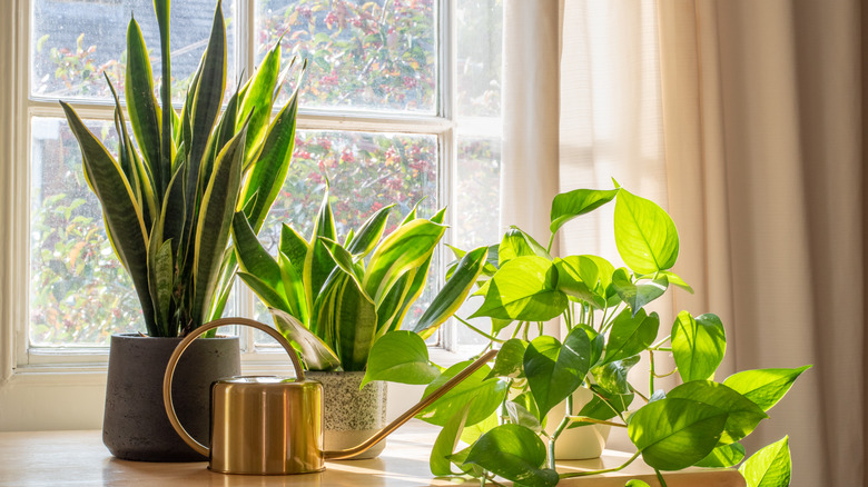 Variety of plants on window-side table