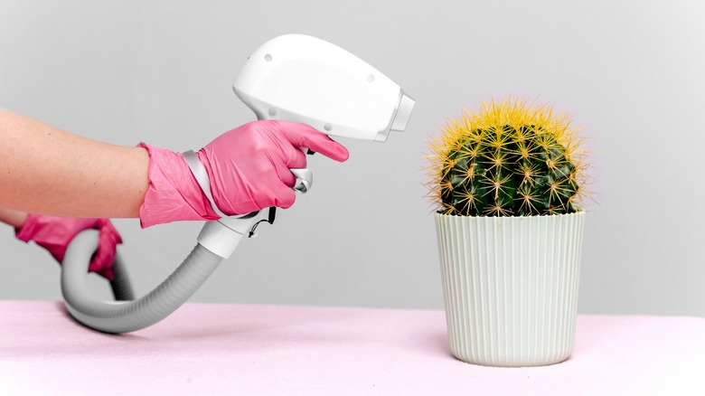 Unseen person wearing glove spraying water on cactus 