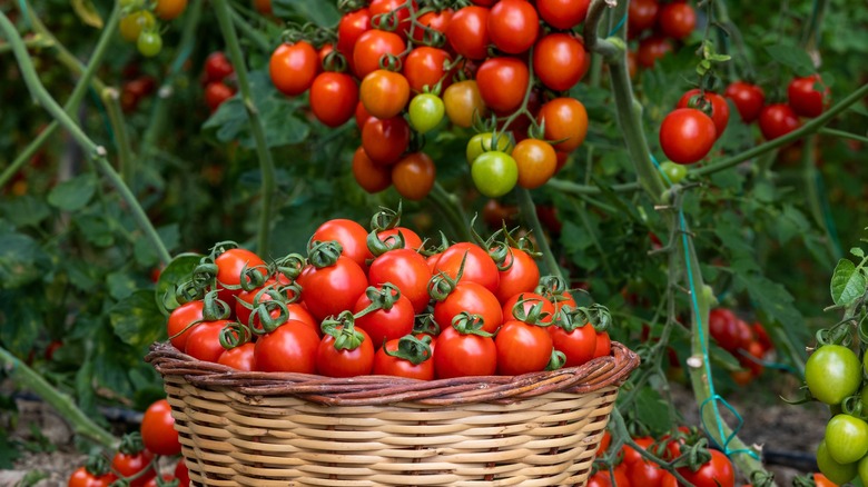 Basket of cherry tomatoes under tomato vine 