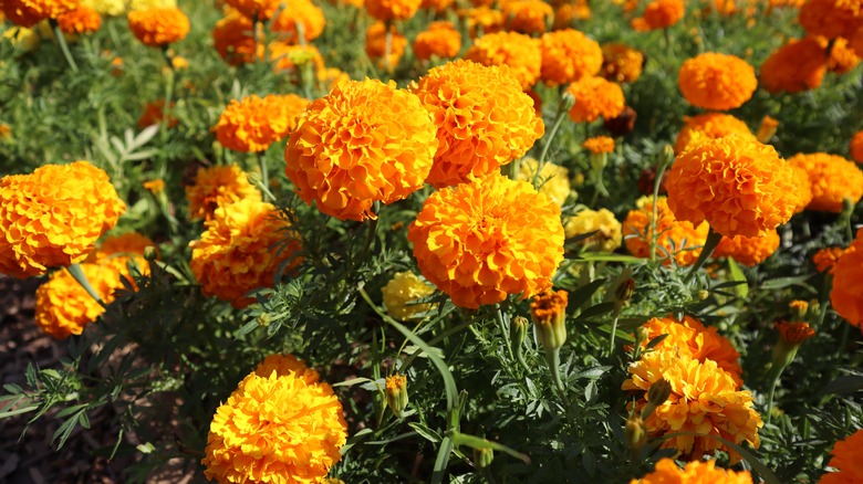 Field of marigolds in full bloom