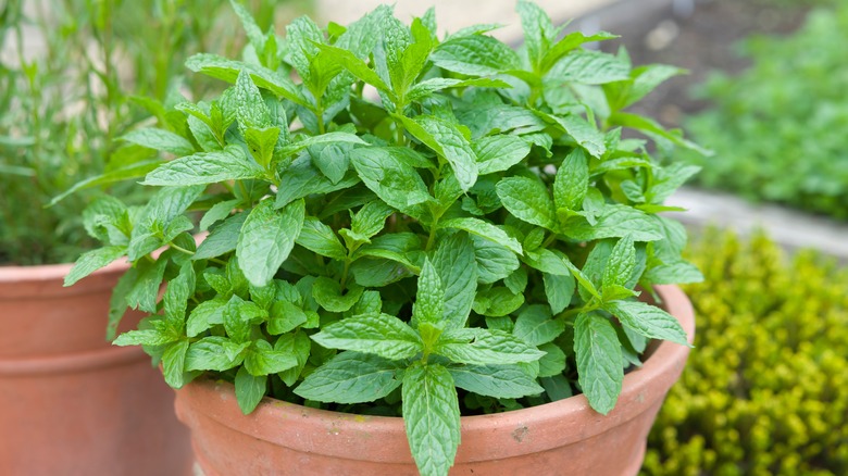 Potted mint