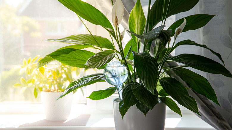 Potted peace lily plant with injected water globe
