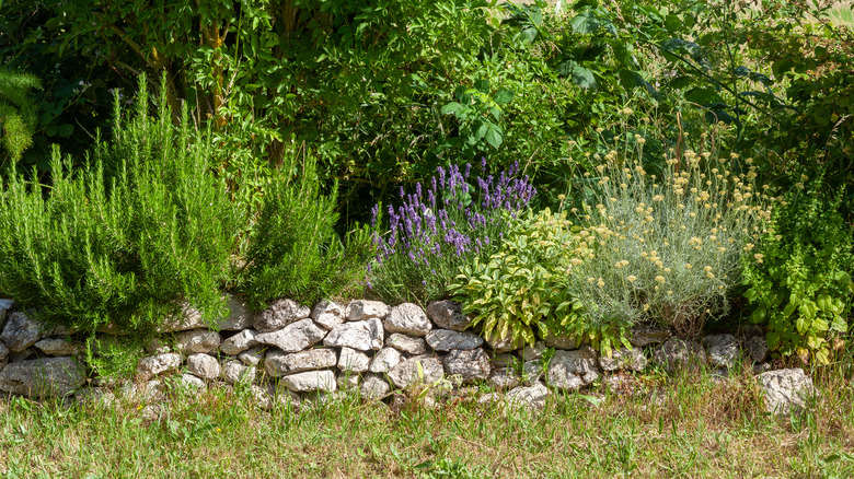Garden with sage and lavender