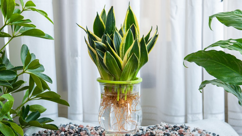 Potted snake plant in glass vase 