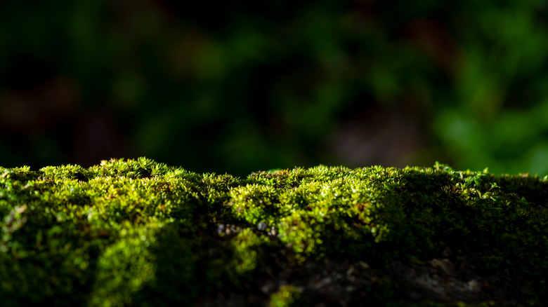 Green moss closeup