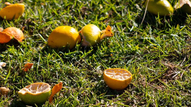 Lemon and citrus peels on grass