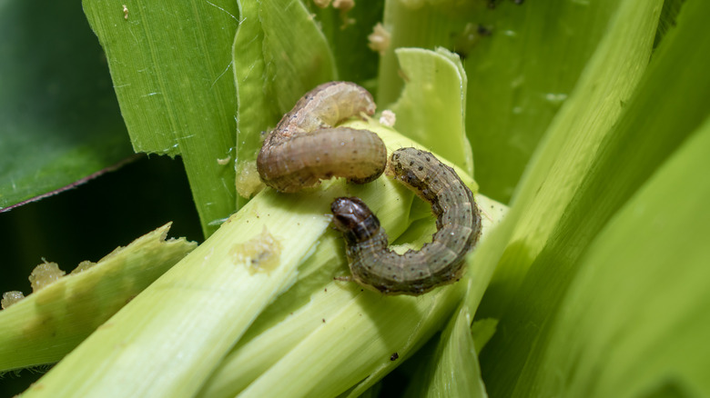Armyworms eating celery root