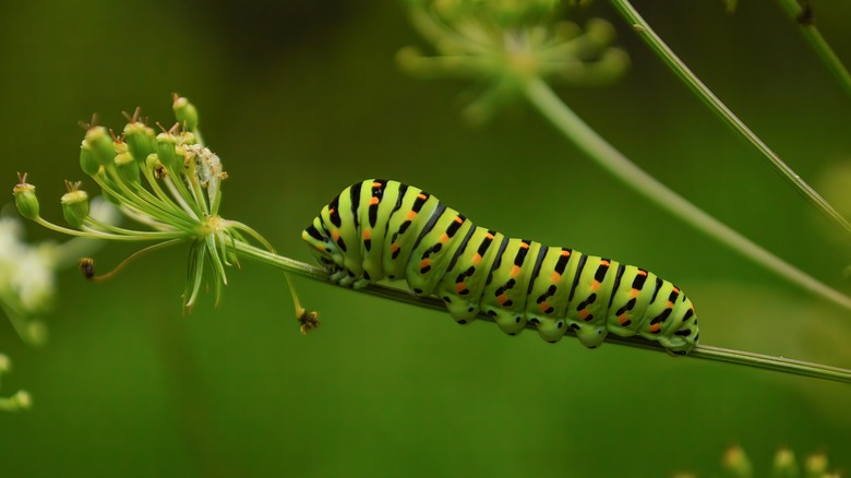 Tiger striped caterpillar on a plant stem