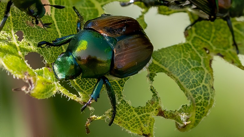 Japanese beetles feeding on leaves 