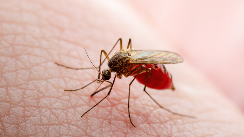 Mosquito penetrating skin 