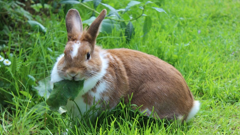 Rabbit eating a leaf in a meadow