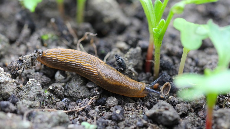 Slug invading a garden