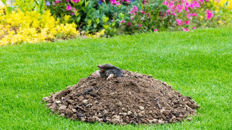 mole poking out of bumpy lawn 