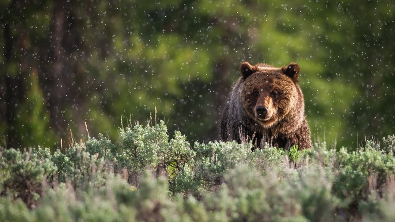 Bear in Glacier National Park