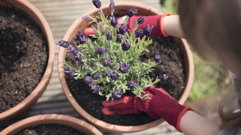 Person potting lavender