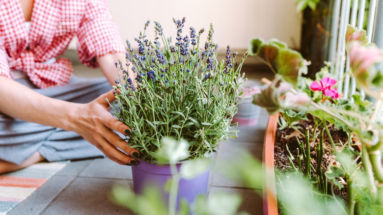 Person holding lavender houseplant