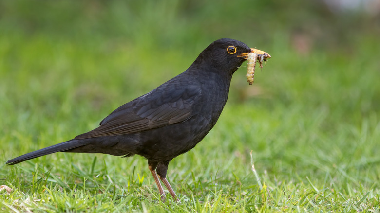 Blackbird with a caterpillar or grub in beak