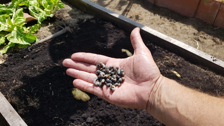 Grub worms in a gardener's hand