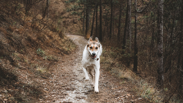 Dog running in woods