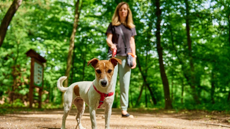 Woman with dog on leash in woods