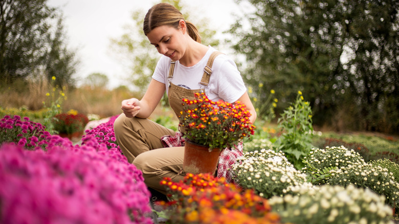 Gardener holding pot of mums