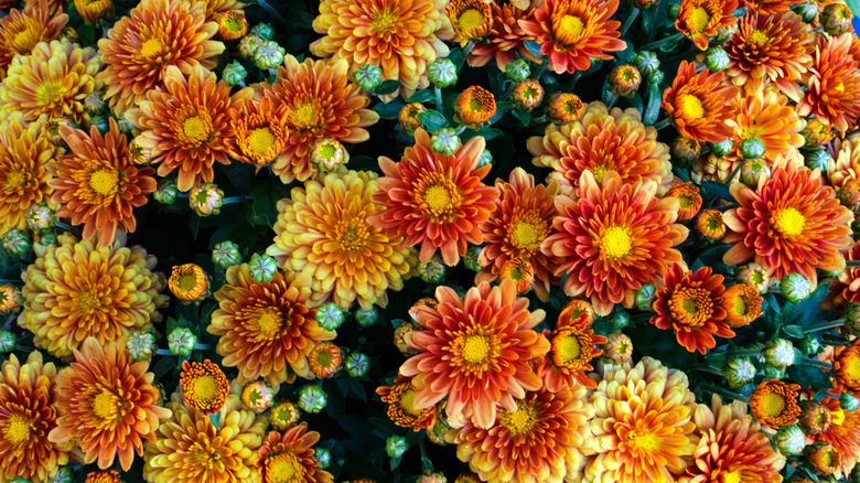 Orange and yellow chrysanthemums