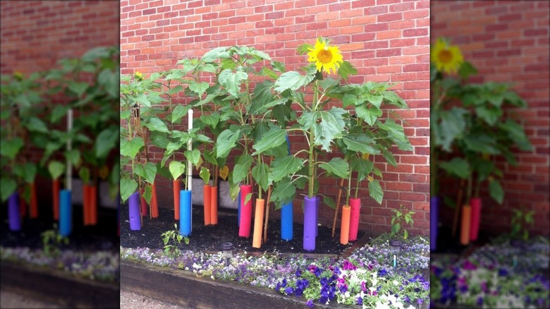 Sunflowers supported with modified pool noodles