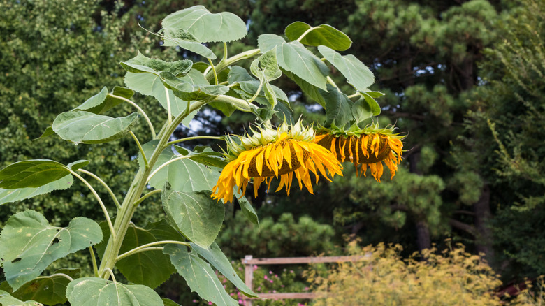 Sunflowers drooping in garden