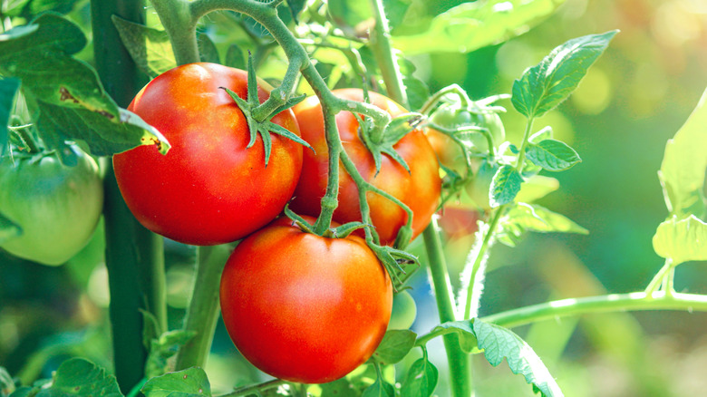 Tomato plants on a vine, close-up