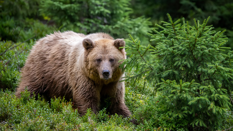 Brown bear in the forest, looking on