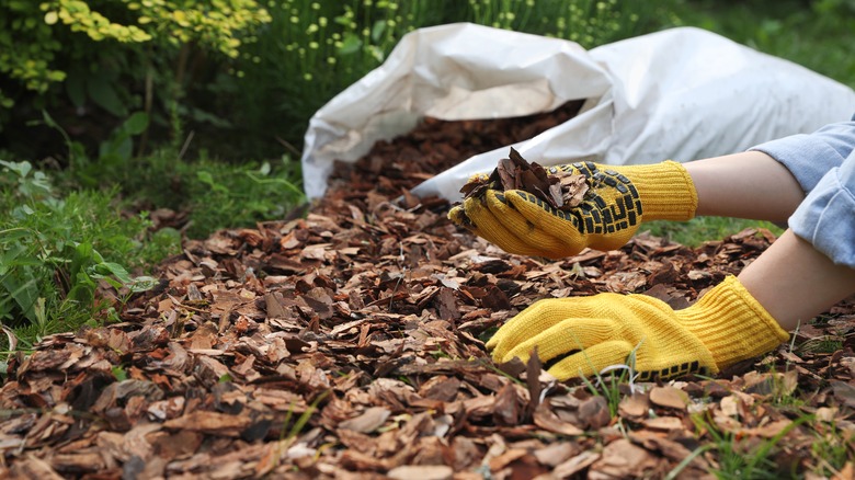 Gardener holding wood chip mulch