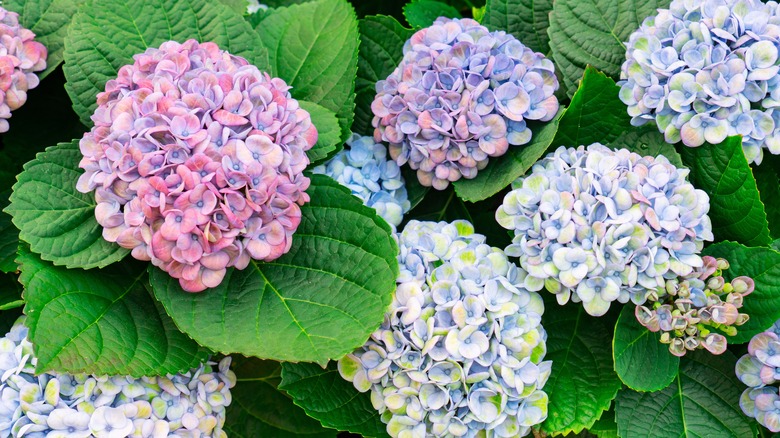 Blooming pink and blue hydrangeas