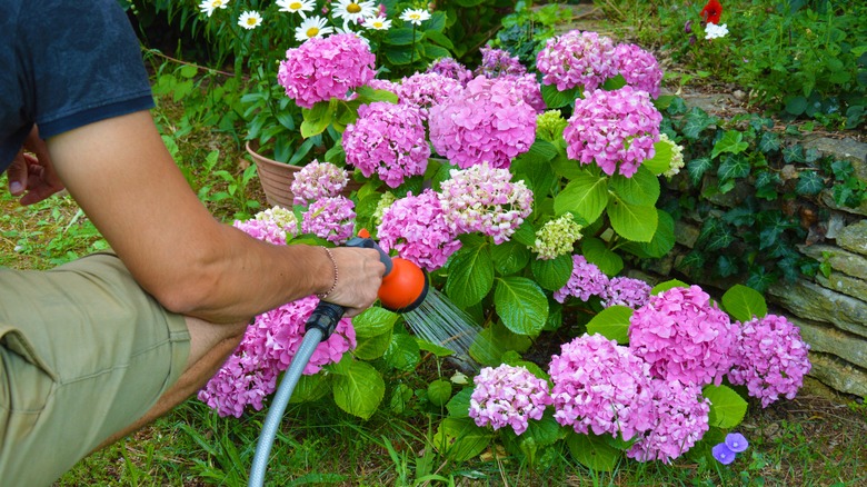 Gardener watering hydrangea bush with hose