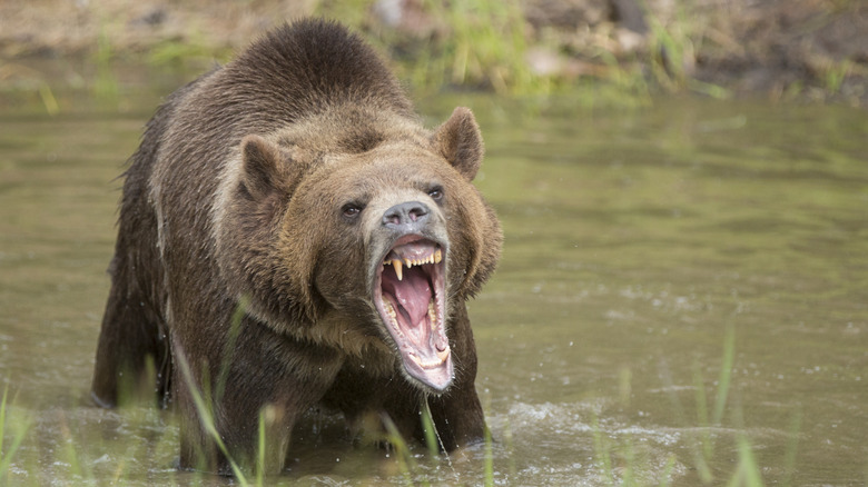 Grizzly bear growling in warning