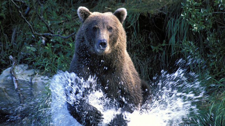 Grizzly bear running through water