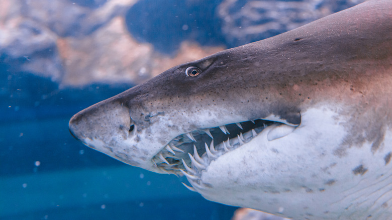 Bull shark close-up with teeth