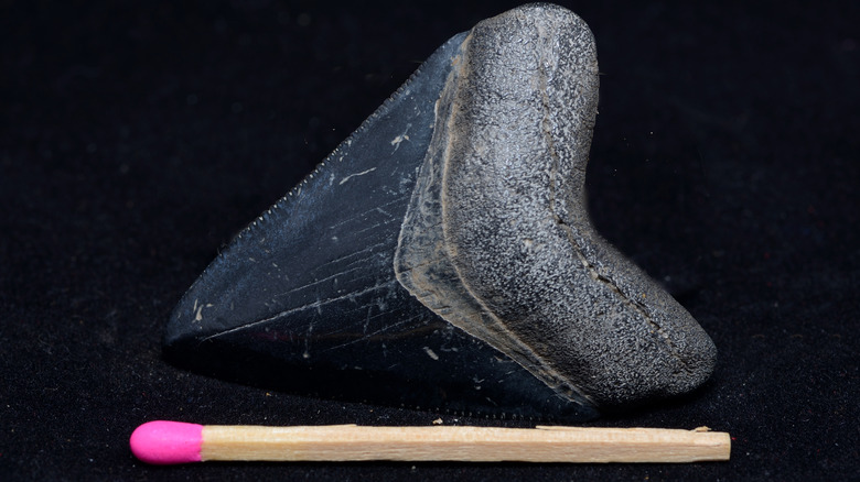 Megaladon tooth next to a match for scale