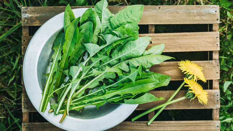 Dandelions harvested for food