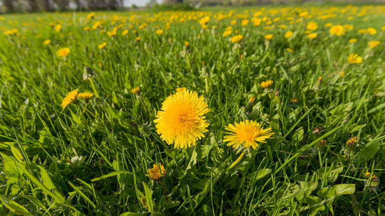 Lawn filled with yellow dandelions