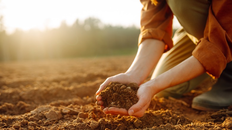 hands lifting pile of soil