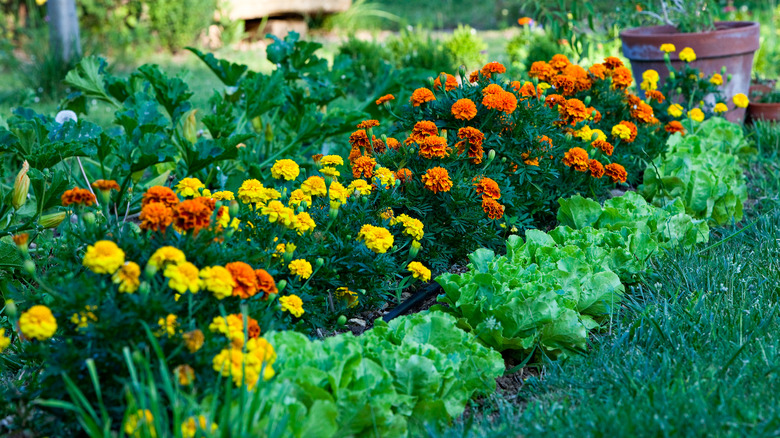 flowers in a garden